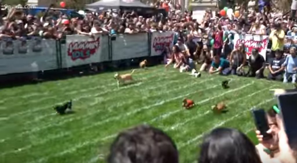 chihuahua races cinco de mayo denver